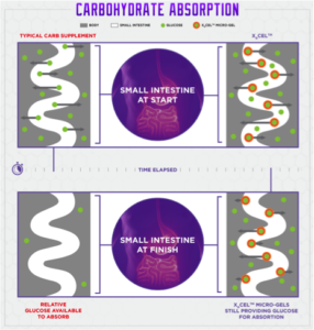 Intestine Graphic